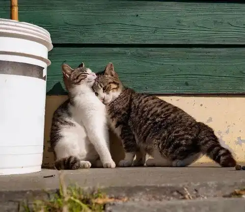 猫咪露肚皮的几个含义,全都知道的,说明你懂它
