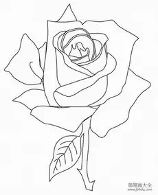 一朵大玫瑰花简笔画的画法
