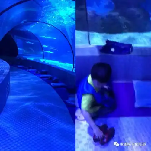 暑期活动2场夜宿长风海洋世界名额,亲探海马基地,与海洋生物夜话共眠
