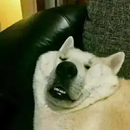 几乎都是沙雕情侣头像,单身人士千万不要点开
