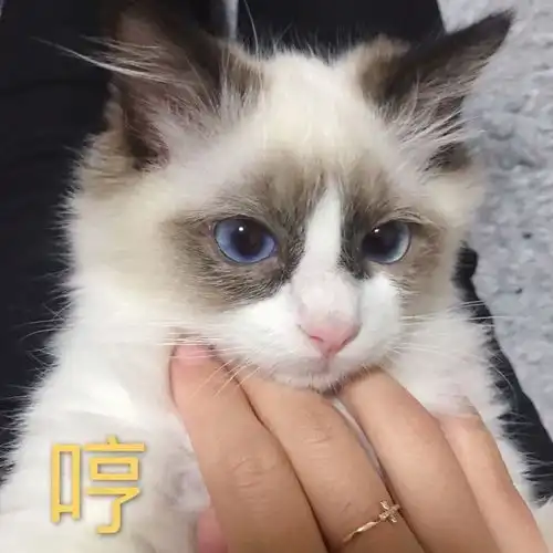养了布偶猫才知道的5个真相,表示配不上它仙女猫的称号

