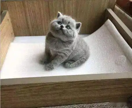 女子宠物店买猫没看到喜欢的,一小奶猫站起来自荐选我选我
