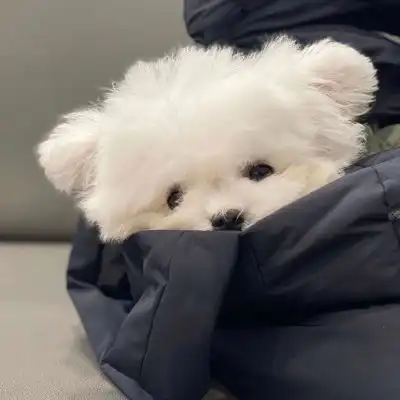 苏沫兜里的可可爱爱它们
