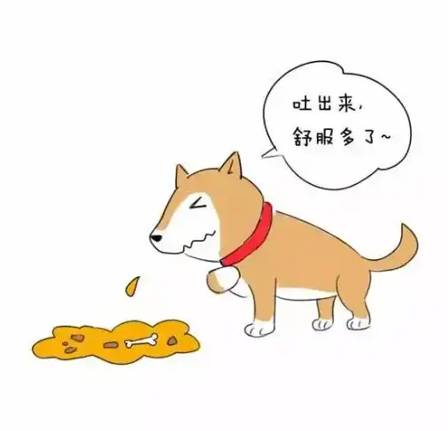 养狗人不得不看的选粮贴比利玛格深度测评
