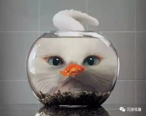 你知道吗猫咪是有容器强迫症的哟

