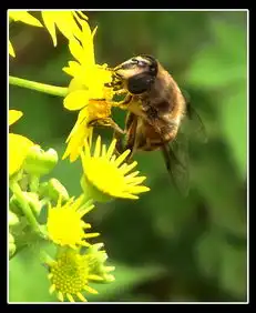 为了拍蜂,被蜂蜇肿了脸,但之前连续两天的加精很有受鼓励
