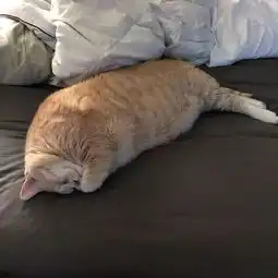 大家都懂大橘为重,但是这只橘猫的体型还是刷新了我对肥猫的认知
