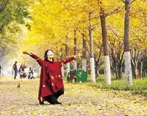 留住美景留住秋意鹤壁这条街落叶不扫
