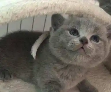 女子去逛宠物店,小奶猫站起来卖萌求带走选我吧我超萌
