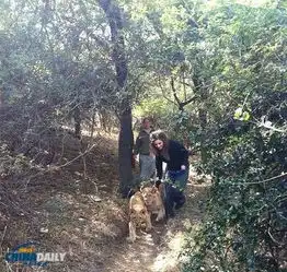 女孩亲吻狮子遭撕咬雄狮将其2条腿拖进狮笼图

