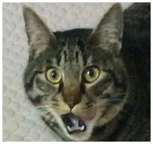 猫咪在床上发现一坨脏东西,表情慌得一批主人,这型号不是我的
