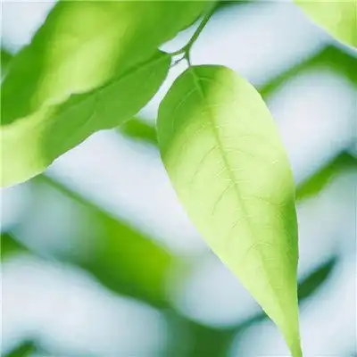 微信绿叶头像图片大全,微信头像树叶简约干净
