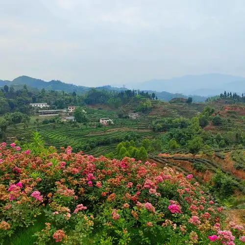 一竹一茶一魔芋,四川沐川县以现代特色产业体系助推乡村振兴
