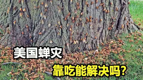 美国知了猴泛滥成灾,成千上万宛若僵尸,靠吃能解决吗
