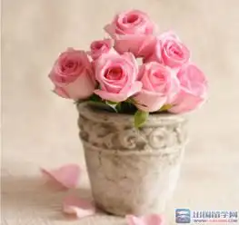 小学生教师节送什么花
