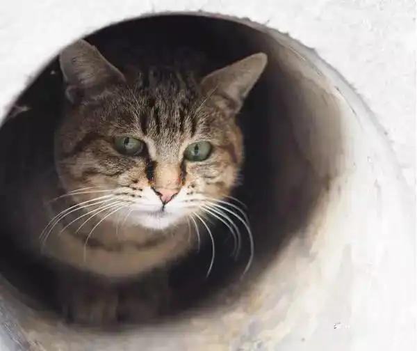 日本摄影师与流浪猫的故事,看哭了
