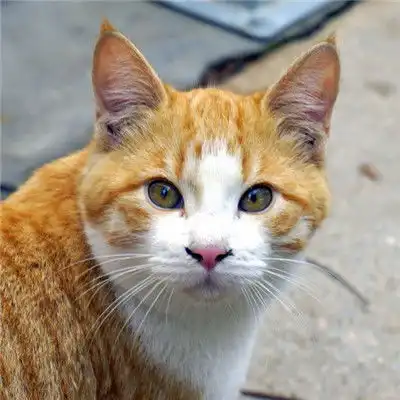 小猫咪头像,顽皮淘气的小猫咪图片
