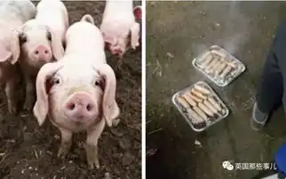 消防员同志,还记得当年你从猪圈里救出那窝小猪嘛给你
