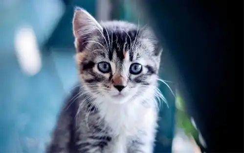 吸猫体质的3大特征
