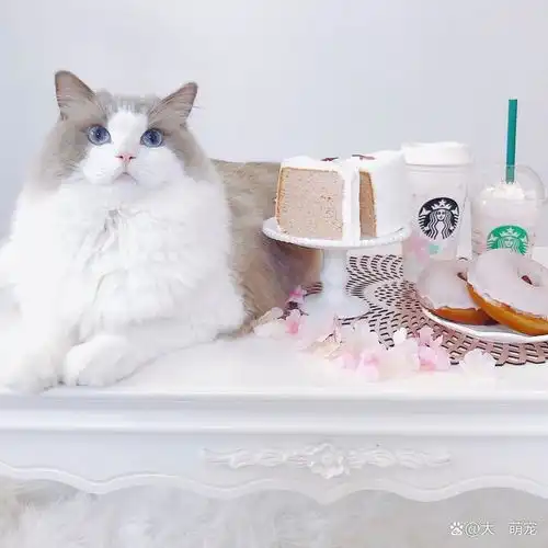 可爱治愈的小猫咪太好看了,这样的布偶猫咪你喜欢吗
