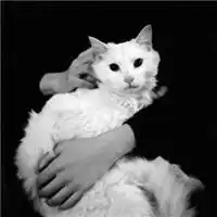 情侣猫咪灰色头像一对两张微信头像图片大全
