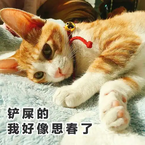 猫主子不想和你说话,并向你撒了一脸猫砂
