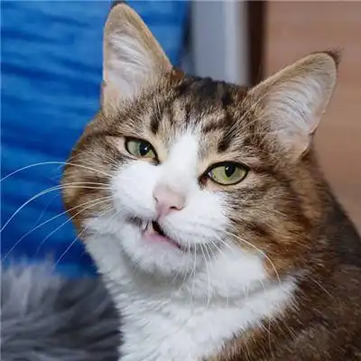 猫咪情侣头像一对两张有点搞笑的小猫咪
