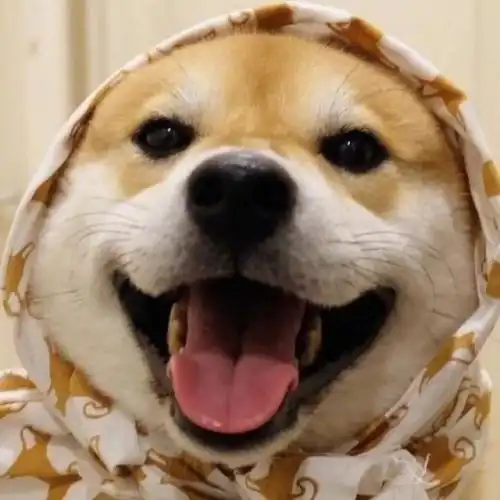 柴犬该怎么训练我来告诉你哦
