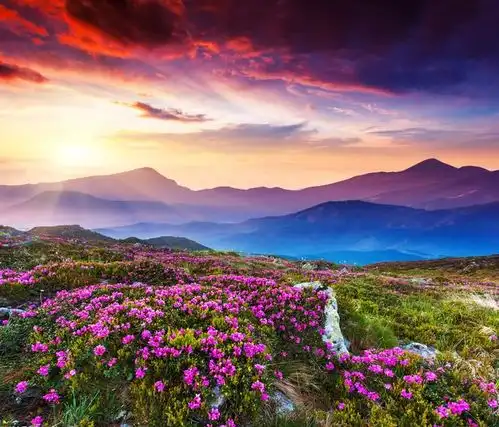 史上最全购买保险的小技巧上集
