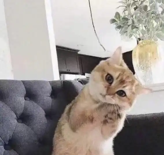 有了猫咪专用被窝,主子再也不和我抢被子了,好实用
