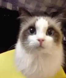 新鲜出炉猫咪颜值排行榜,谁会是第一名呢
