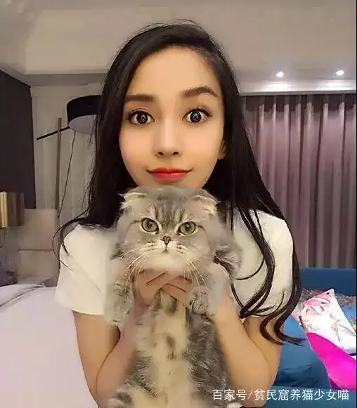 网传各种虐猫的明星,其实他们不算虐猫,只是喜爱却不会养猫
