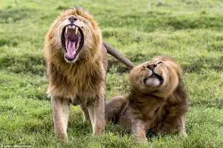 正中面门狮子捕食水牛反被踹脸一幕
