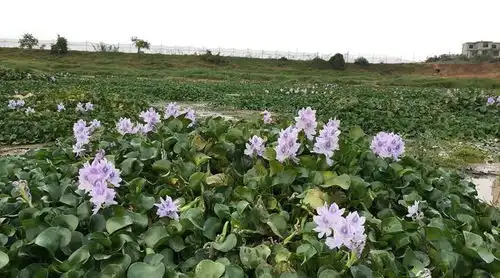 曾泛滥成灾的水葫芦,怎么一下就消失了强大之下藏有致命弱点
