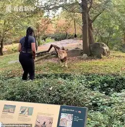 女子进入狮子园扭臀挑逗雄狮网友狮子不吃傻瓜

