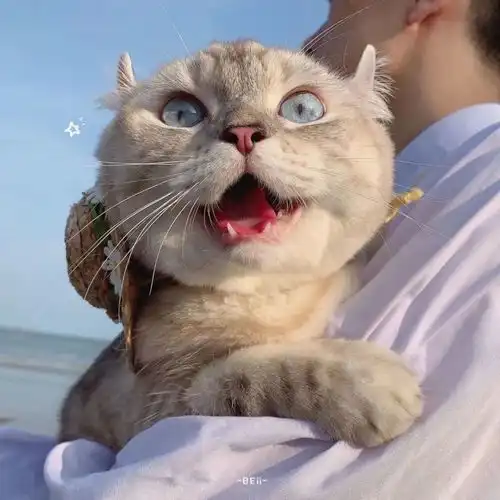 情侣头像这个世界很大可是没有人听我说话
