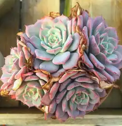 小伙把多肉养成手捧花,1棵上面爆30朵花头,价格翻了200倍
