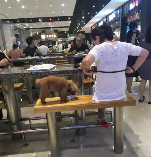 一男一女在餐厅吃饭,狗狗用公共餐具喝奶茶网友从未见过如此没有教养之人

