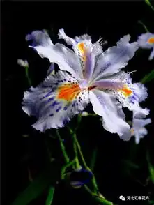 2017,你的生肖守护花是它们
