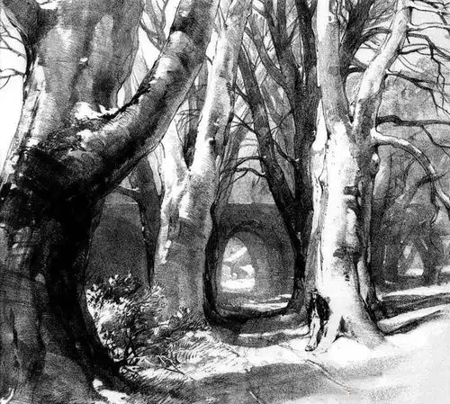 各种各样树的素描写生作品
