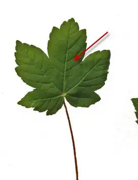 photoshop打造抽象的艺术树叶头像效果
