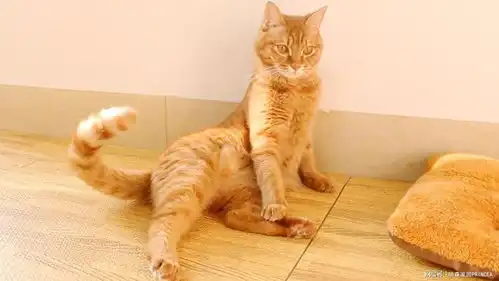 猫咪摇尾巴的小心机,你知道吗
