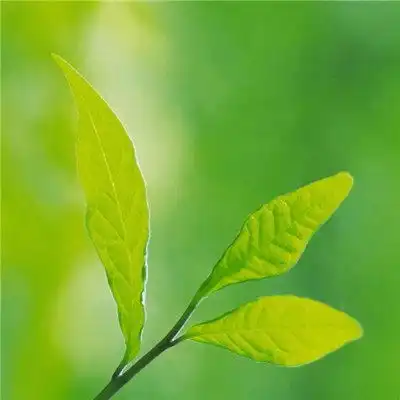 微信绿叶头像图片大全,微信头像树叶简约干净
