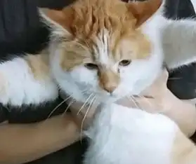 大学生宿舍养猫被人举报,宿管阿姨看到橘猫后忍不住笑了
