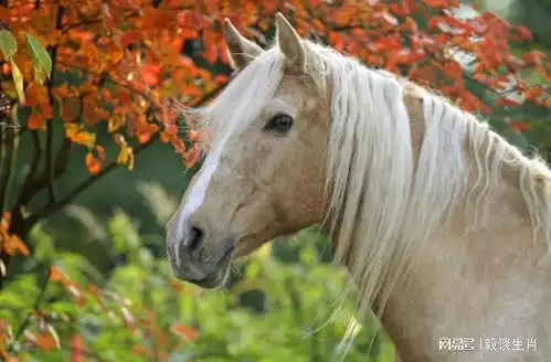 惹不起的属马兔羊,6月龙马精神,喜气盈盈,生活幸运不缺钱
