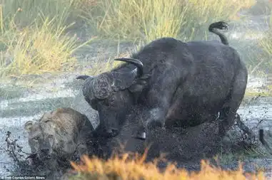 为保护小牛狮牛血战
