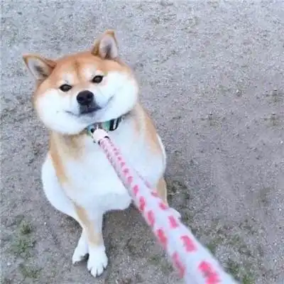 搞笑动物萌宠情侣头像一人一张心动是一个人的措手不及
