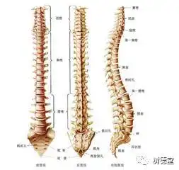 美式整脊与传统中医按摩的不同之处
