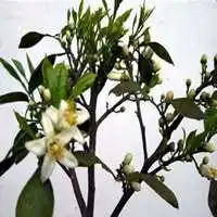 代表象征的花微信头像图片大全微信头像图片大全
