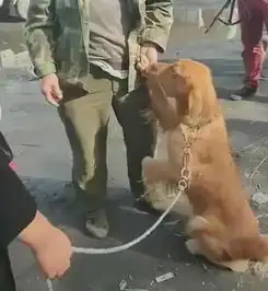 男子狗市兜售金毛,狗狗下跪求饶,被好心人花800元买走
